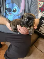Lollipop, a female Shih Tzu for sale in Mobile, AL – 7 of 8