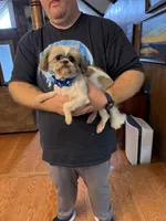Daisy, a female Shih Tzu for sale in Mobile, AL – 4 of 10