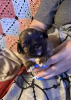 Shilo, a male Shih Tzu for sale in Mobile, AL – 1 of 5