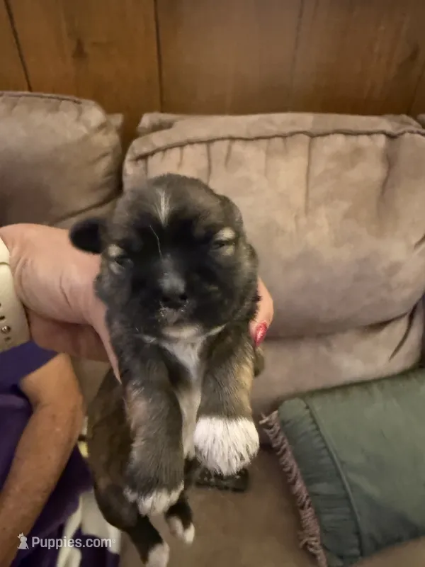 Patriot – Shih Tzu puppy for sale in Mobile, AL