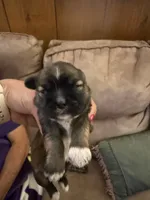 Patriot, a male Shih Tzu for sale in Mobile, AL – 1 of 10