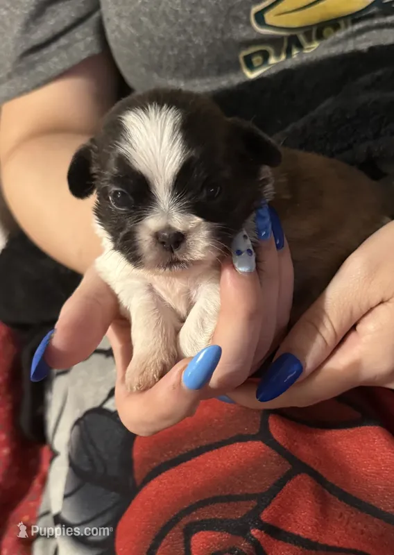 Molly – Shih Tzu puppy for sale in Mobile, AL