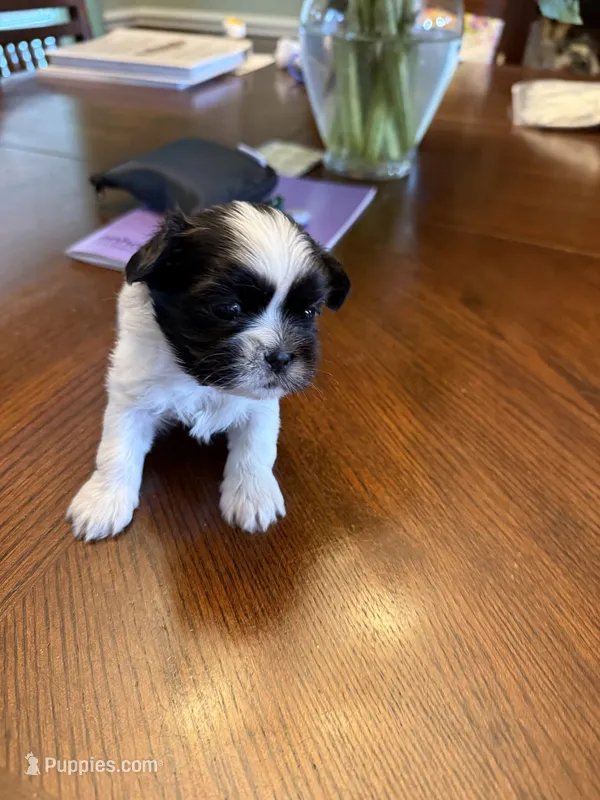 Leha – Shih Tzu puppy for sale in Mobile, AL