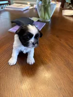 Leha, a female Shih Tzu for sale in Mobile, AL – 1 of 6