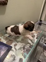 Moochie, a male Shih Tzu for sale in Mobile, AL – 2 of 6