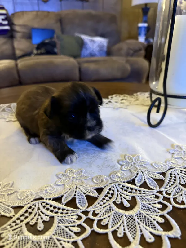 Valor – Shih Tzu puppy for sale in Mobile, AL