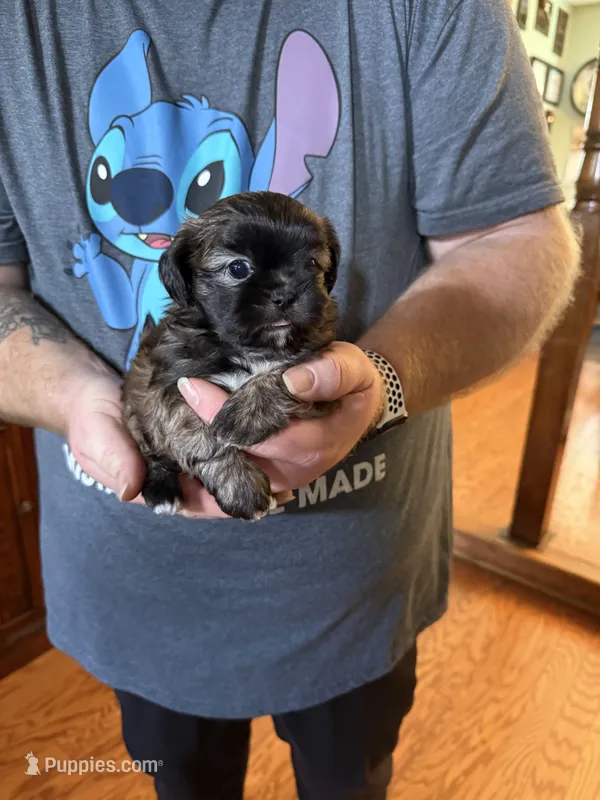 Lollipop – Shih Tzu puppy for sale in Mobile, AL