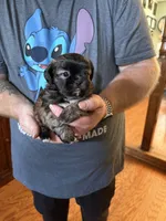 Lollipop, a female Shih Tzu for sale in Mobile, AL – 1 of 8