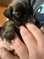 Lollipop, a female Shih Tzu for sale in Mobile, AL – 5 of 8