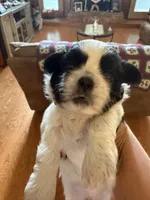 Oreo, a male Shih Tzu for sale in Mobile, AL – 7 of 8