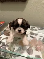Moochie, a male Shih Tzu for sale in Mobile, AL – 3 of 6