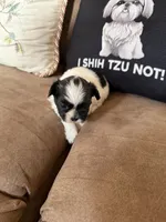 Leha, a female Shih Tzu for sale in Mobile, AL – 4 of 6
