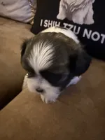 Petunia , a female Shih Tzu for sale in Mobile, AL – 3 of 6