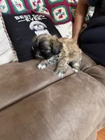 Valor, a male Shih Tzu for sale in Mobile, AL – 3 of 8