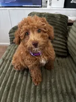 Tiffany , a female Poodle - Toy  for sale in Sarasota, FL – 2 of 4