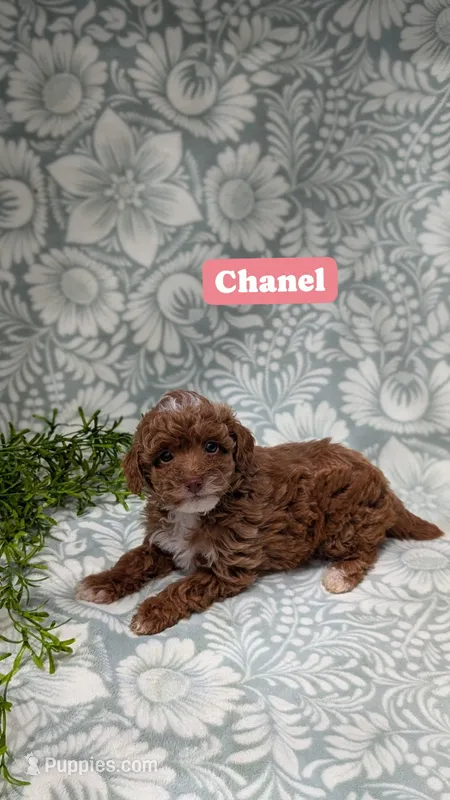 Chanel – Poodle - Toy  puppy for sale in Sarasota, FL