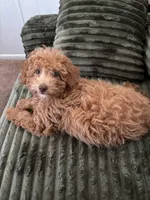 Tiffany , a female Poodle - Toy  for sale in Sarasota, FL – 4 of 4