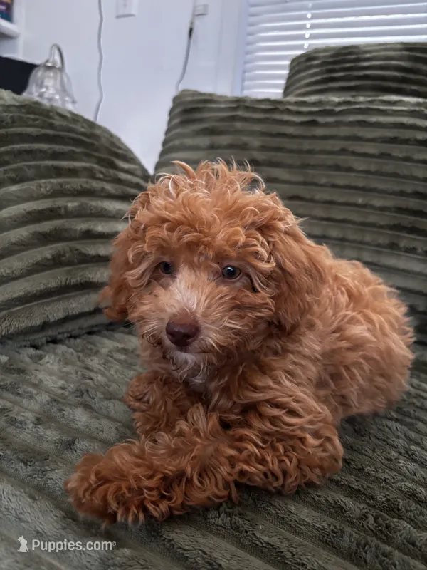 Tiffany  – Poodle - Toy  puppy for sale in Sarasota, FL