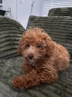 Tiffany , a female Poodle - Toy  for sale in Sarasota, FL – 1 of 4