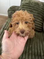 Tiffany , a female Poodle - Toy  for sale in Sarasota, FL – 3 of 4