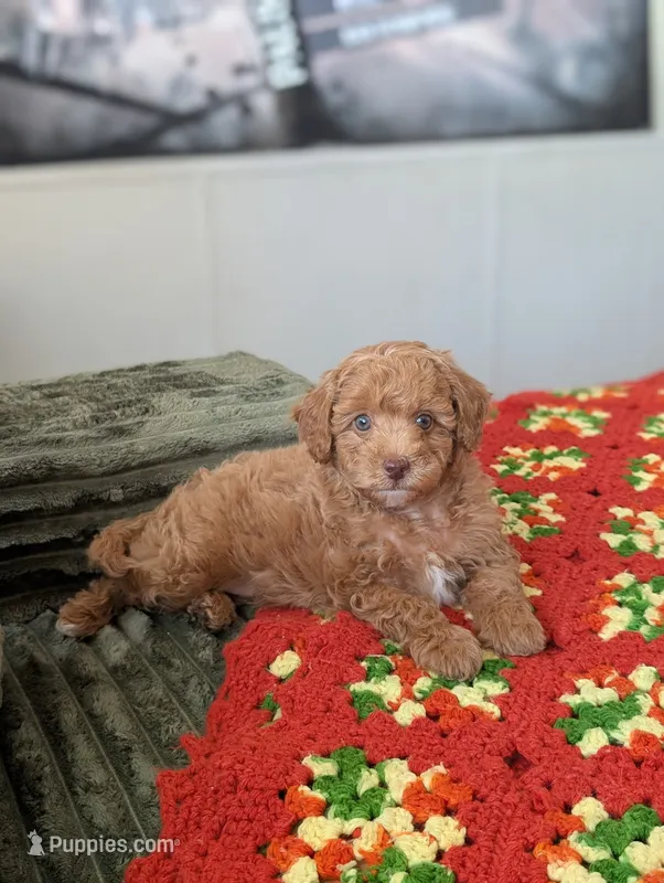 Tiffany – Poodle - Toy  puppy for sale in Sarasota, FL