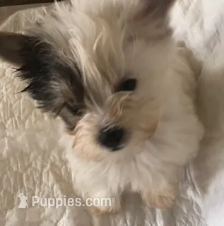 Tiny Tim – Yorkshire Terrier puppy for sale in Normantown, WV
