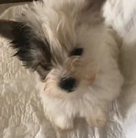 Tiny Tim, a male Yorkshire Terrier for sale in Normantown, WV – 1 of 5