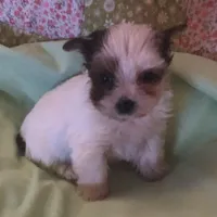 Bell, a female Yorkshire Terrier for sale in Stumptown, WV – Photo 1 of 6