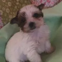 Bell, a female Yorkshire Terrier for sale in Stumptown, WV – Photo 3 of 6