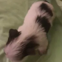 Bell, a female Yorkshire Terrier for sale in Stumptown, WV – Photo 4 of 6