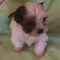 Bell, a female Yorkshire Terrier for sale in Stumptown, WV – Photo 5 of 6