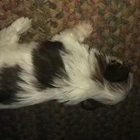 Bell, a female Yorkshire Terrier for sale in Stumptown, WV – Photo 6 of 6