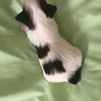 Bell, a female Yorkshire Terrier for sale in Stumptown, WV – Photo 2 of 6