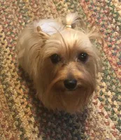 Lacee, a female Yorkshire Terrier for sale in Stumptown, WV – 3 of 3