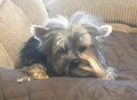 Buddy, a male Yorkshire Terrier for sale in Stumptown, WV – Photo 2 of 2