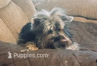 Buddy – Yorkshire Terrier puppy for sale in Stumptown, WV