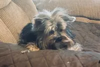 Buddy, a male Yorkshire Terrier for sale in Stumptown, WV – Photo 1 of 2