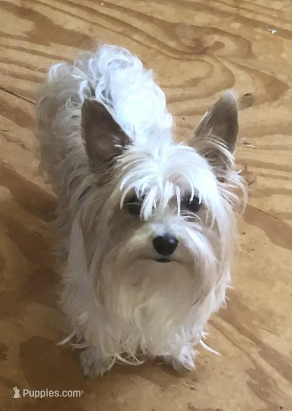 Pixie – Yorkshire Terrier puppy for sale in Stumptown, WV