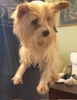 Pixie, a female Yorkshire Terrier for sale in Stumptown, WV – Photo 4 of 4