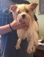 Pixie, a female Yorkshire Terrier for sale in Stumptown, WV – Photo 3 of 4