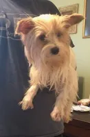 Pixie, a female Yorkshire Terrier for sale in Stumptown, WV – Photo 2 of 4