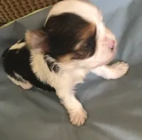 Lil Pete, a male Yorkshire Terrier for sale in Stumptown, WV – Photo 1 of 4