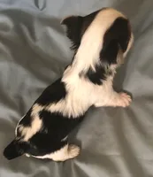 Lil Pete, a male Yorkshire Terrier for sale in Stumptown, WV – Photo 3 of 4