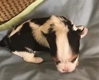 Lil Pete, a male Yorkshire Terrier for sale in Stumptown, WV – Photo 4 of 4