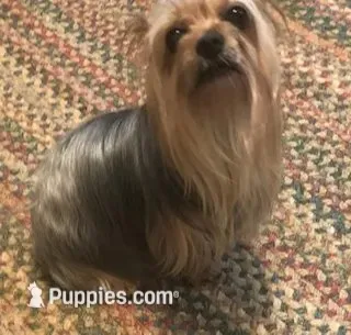 Katie – Yorkshire Terrier puppy for sale in Stumptown, WV