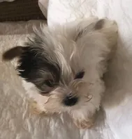 Tiny Tim, a male Yorkshire Terrier for sale in Normantown, WV – 3 of 5
