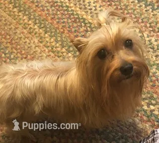 Lacee – Yorkshire Terrier puppy for sale in Stumptown, WV