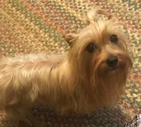 Lacee, a female Yorkshire Terrier for sale in Stumptown, WV – 1 of 3