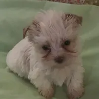 Snow Baby, a female Yorkshire Terrier for sale in Stumptown, WV – Photo 5 of 5