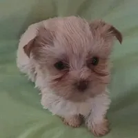 Snow Baby, a female Yorkshire Terrier for sale in Stumptown, WV – Photo 1 of 5